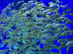 -成都浩海立方海洋公园