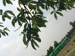 -秀丽东方