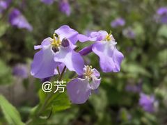 -南海子公园