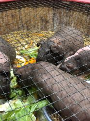 -酷嗒动物文化乐园(cutezoo西溪乐天城店)