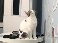 -喵的天空名猫咖啡馆·撸猫·猫舍·用品