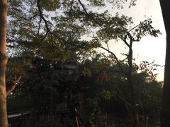 -狮子王庆典