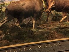 -美国自然历史博物馆