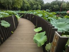 -陈家山荷花公园