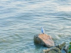 -深圳湾公园(南山区)