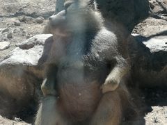 -新疆天山野生动物园