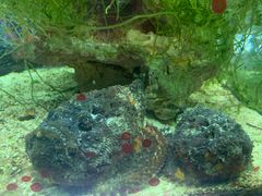 -太平洋海底世界