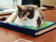 -有猫主题·治愈系猫咖(曾厝垵店)