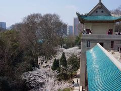 -武汉大学-樱园