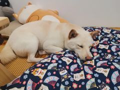 -柴迷FANS CLUB·柴犬狗咖·猫咖