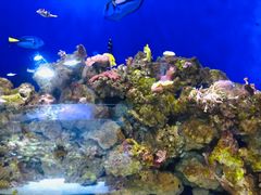 -迪拜水族馆及水下动物园