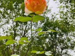 -廊坊文化艺术中心