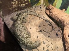 -上海大自然野生昆虫馆(东方明珠·爬宠昆虫探索中心)