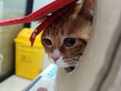 -艾贝尔宠物诊疗