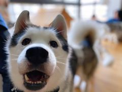 -Husky Go! 哈士奇体验馆·宠物咖啡厅狗咖