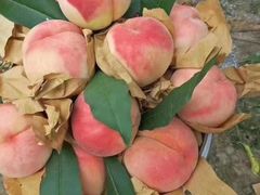 -南汇水蜜桃采摘(大团店)