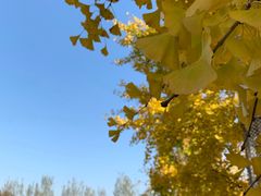 -大兴滨河森林公园