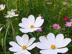 -南宁良凤江国家森林公园