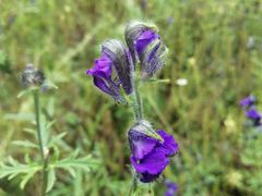 -九寨沟-树正沟