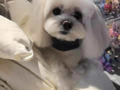 -FAELING PETS美天灵宠物(富力广场店)
