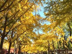-三里屯东五街银杏大道