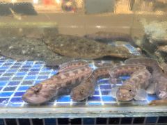 -天盛海鲜烧烤大排档·本地小海鲜·牟平腿穗子(幸福店)