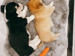 -萌兽医馆·犬猫专科·眼科中心·宠物医院(朝阳门分院)