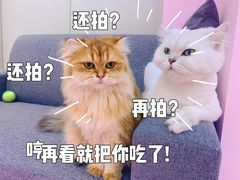 -爪爪喵星球·猫舍(前海卓越店)