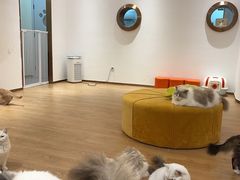 -1013 PET SHOP精品宠物商店(丁香店)