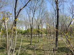 -大兴滨河森林公园