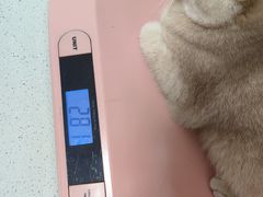 -瑞派康怡24h宠物医院·犬猫医疗中心·微创绝育(瑞景分院)