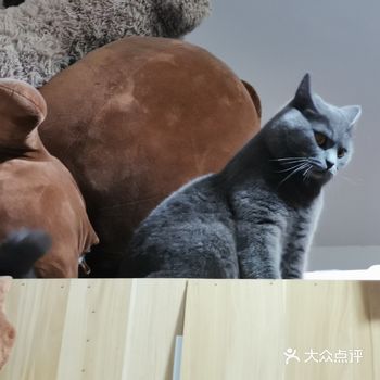 割舍我的零花、手动做玩具我都愿意！