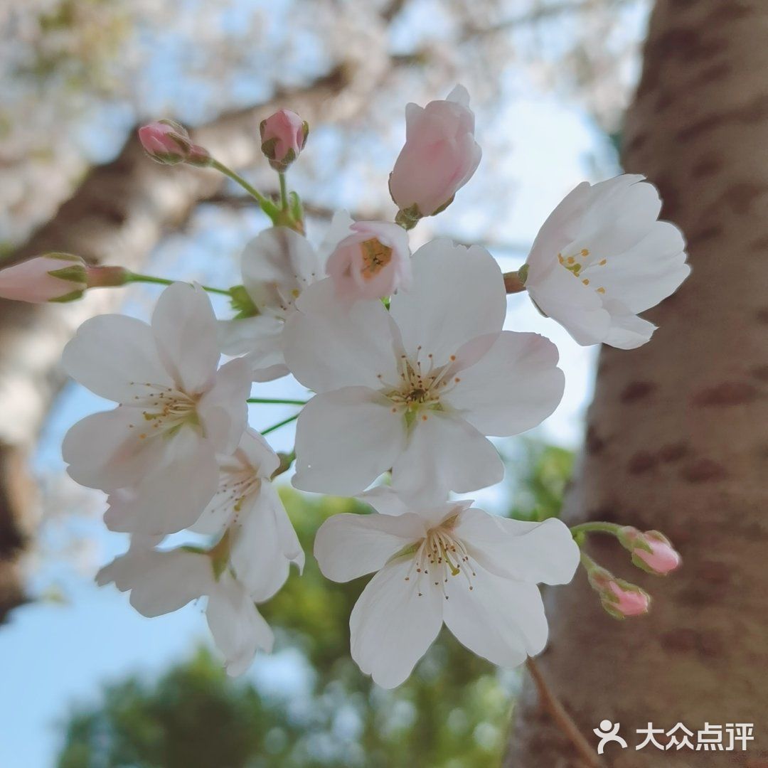 🌸
