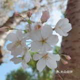 🌸