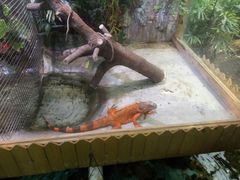-上海大自然野生昆虫馆(东方明珠·爬宠昆虫探索中心)