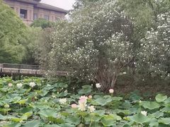 -青枫公园