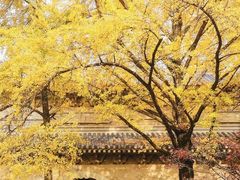-灵谷景区