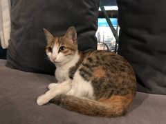 -虚荣精酿酒屋(五羊店)