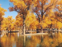 -金塔沙漠胡杨林景区