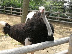 -大连森林动物园