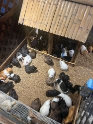 -酷嗒动物文化乐园(cutezoo西溪乐天城店)