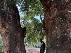 -杨家堂村
