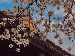 -龙华寺
