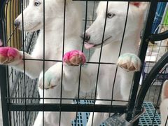 -喵百万·布偶·蓝金金渐层英短·猫舍(百子湾店)