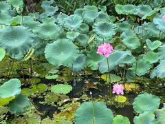 -深圳仙湖植物园
