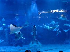 -烟台海昌鲸鲨海洋公园