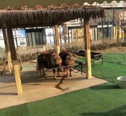 -萌宠亲子动物乐园(槐房万达店)