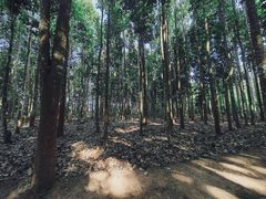 -中国科学院西双版纳热带植物园