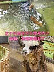 -七巧国萌宠乐园(龙湖天街店)