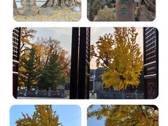 -苏州文庙(姑苏区)